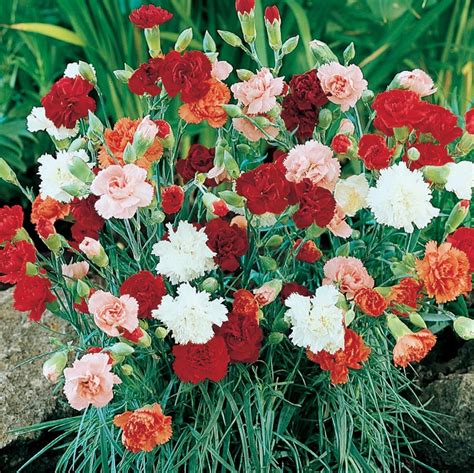 where to buy carnations